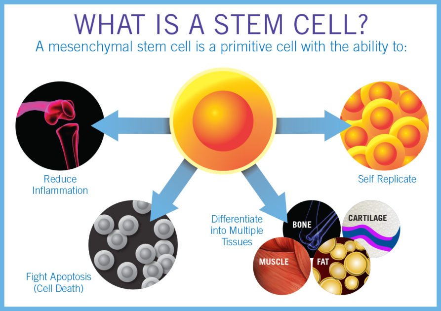 stem cell therapies research articles
